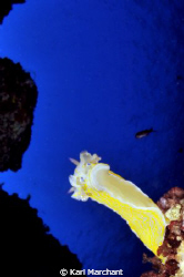 Hypselodoris Picta, Hangin Out!
Almost touching the dome... by Karl Marchant 